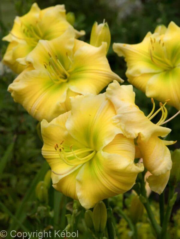 Hemerocallis Tequilla and Lime