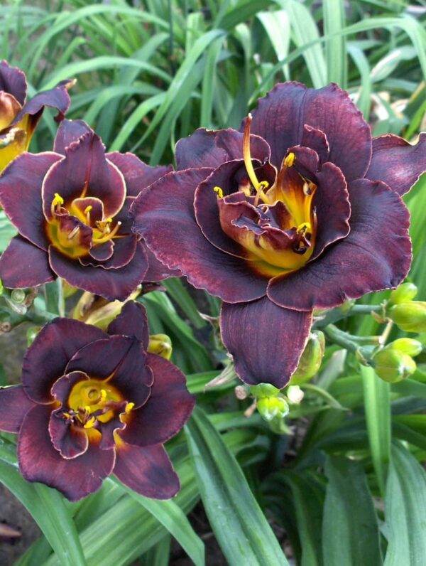 Hemerocallis Voodoo Dancer - bag
