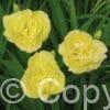 Hemerocallis Yellow Submarine