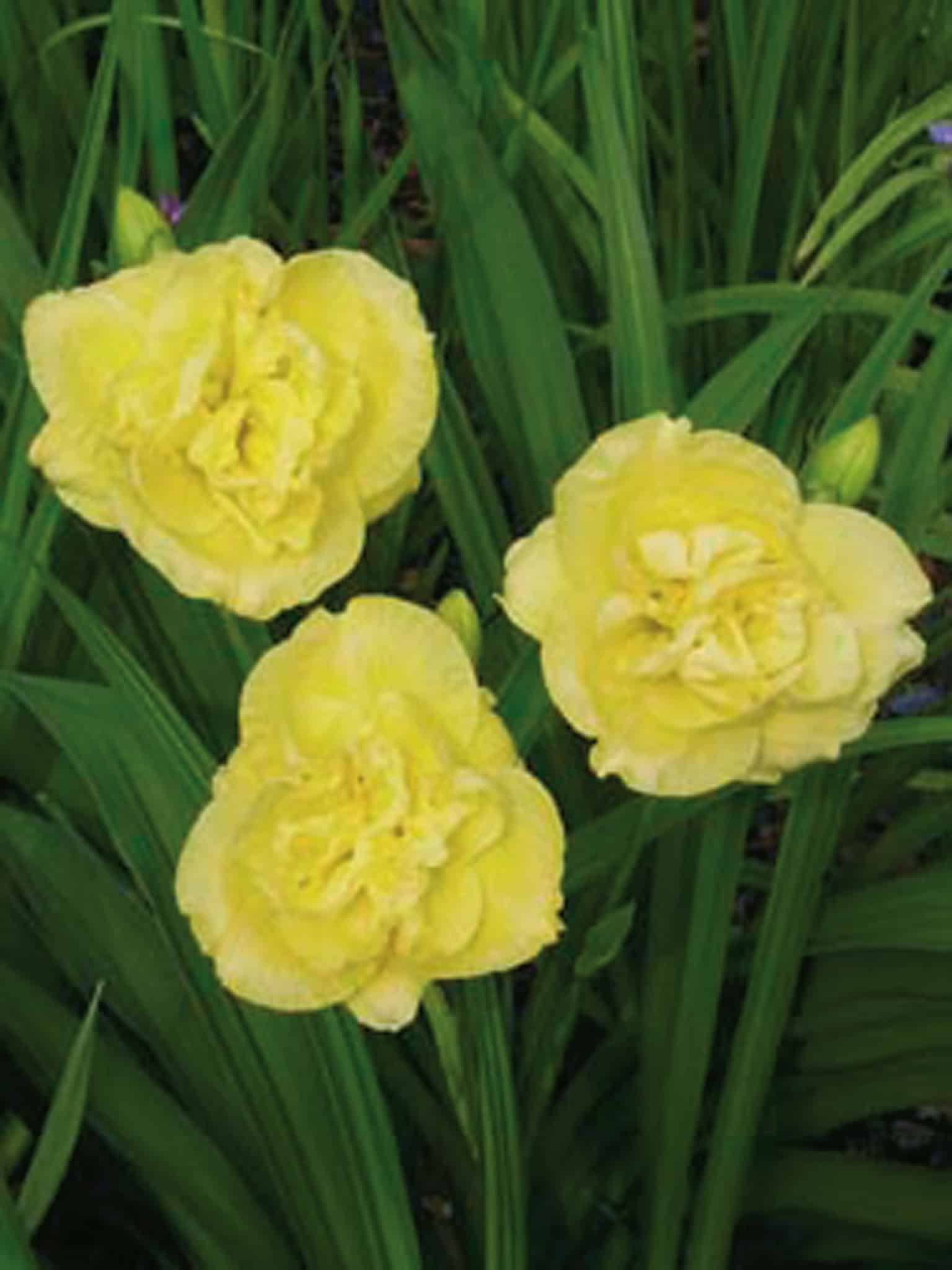Hemerocallis Yellow Submarine