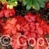 Heuchera Fire Alarm