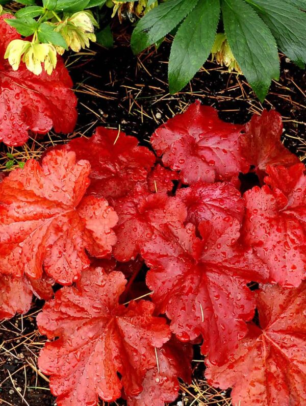 Heuchera Fire Alarm - bag