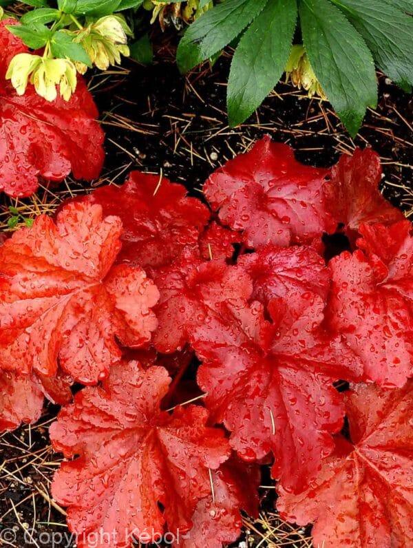 Heuchera Fire Alarm