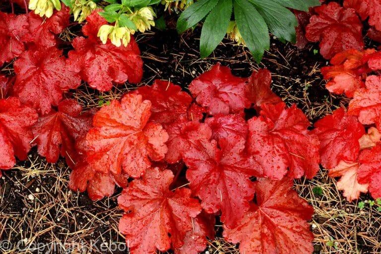 Heuchera Fire Alarm