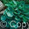Hosta Abiqua Drinking Gourd