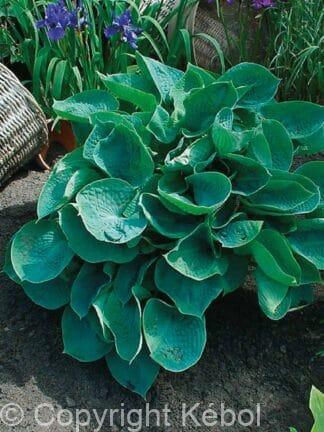 Hosta Abiqua Drinking Gourd - case