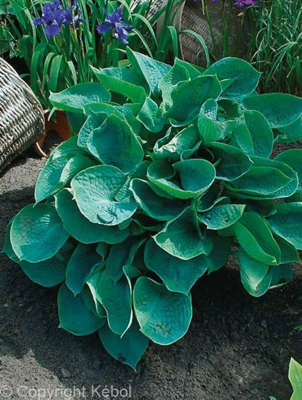 Hosta Abiqua Drinking Gourd
