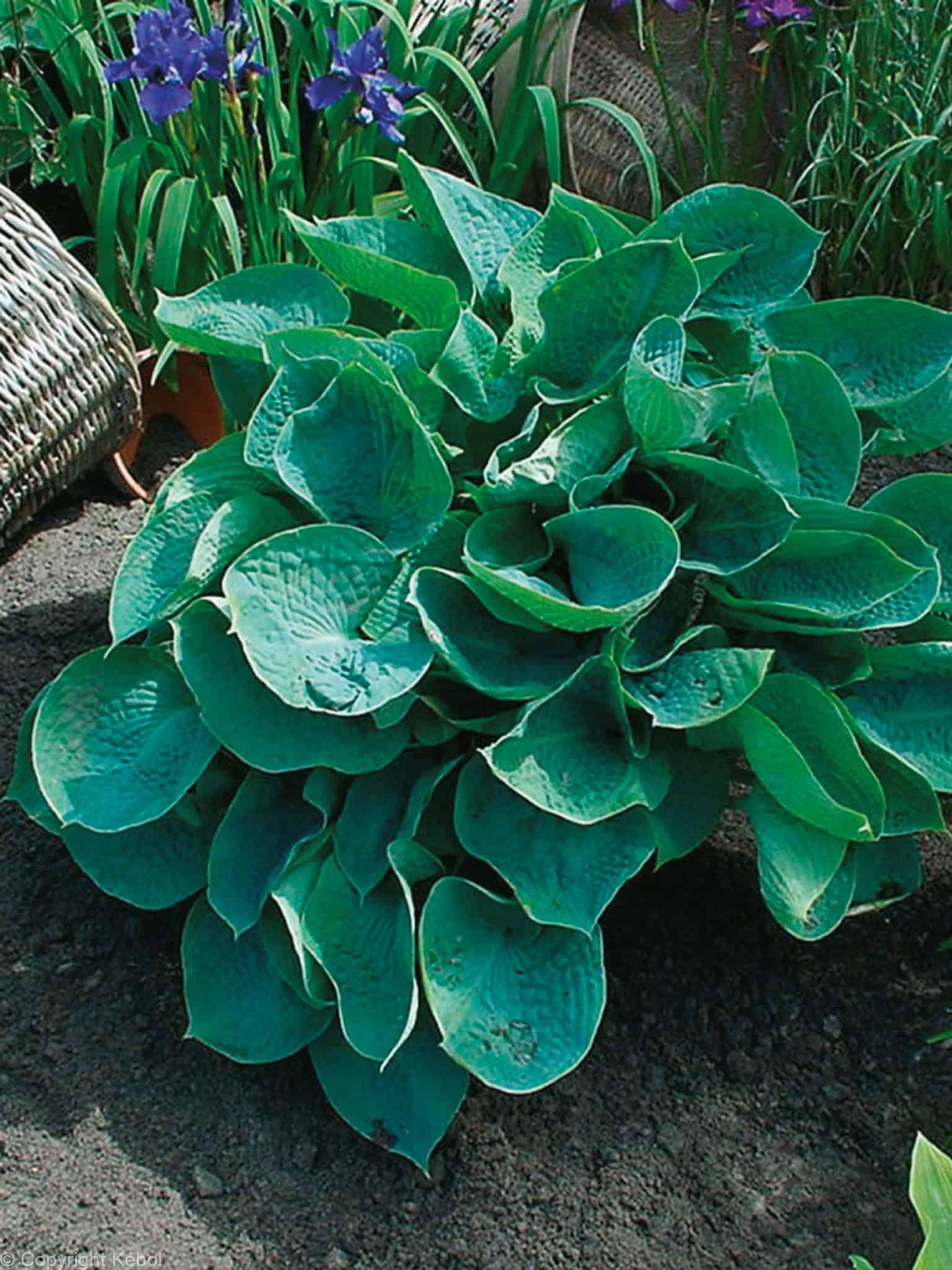 Hosta Abiqua Drinking Gourd