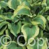 Hosta Atlantis