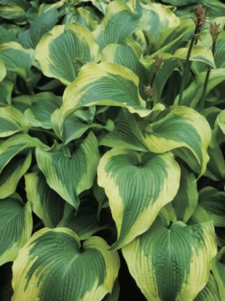 Hosta Atlantis - case