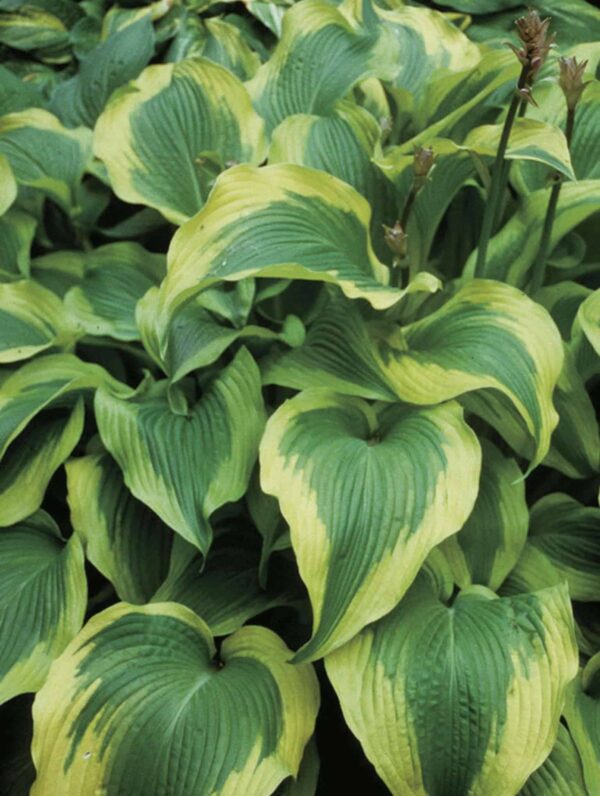 Hosta Atlantis