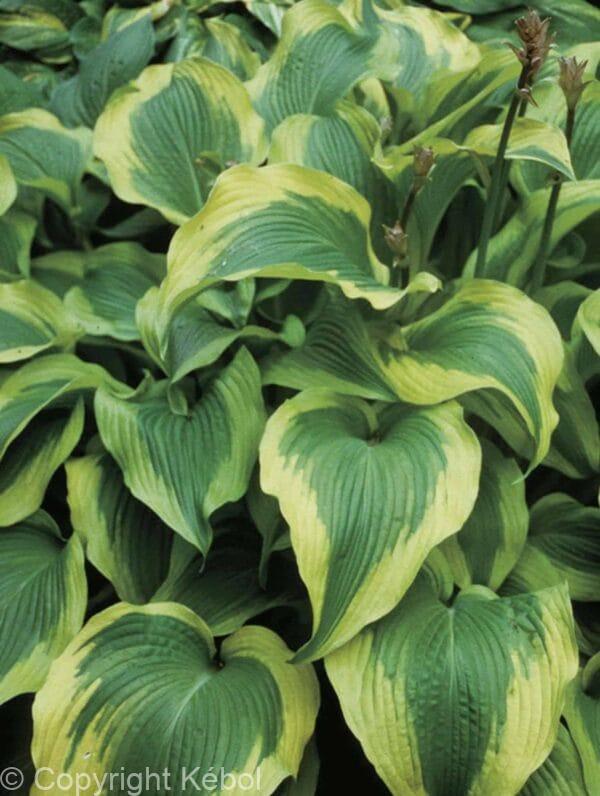 Hosta Atlantis
