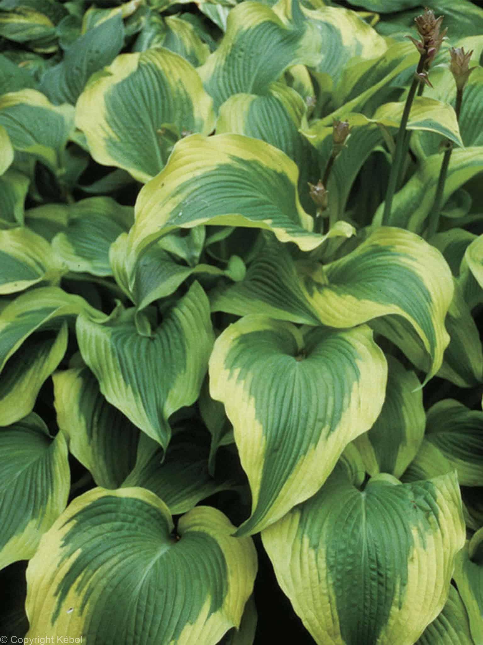 Hosta Atlantis