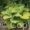 Hosta August Moon
