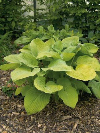 Hosta August Moon - case