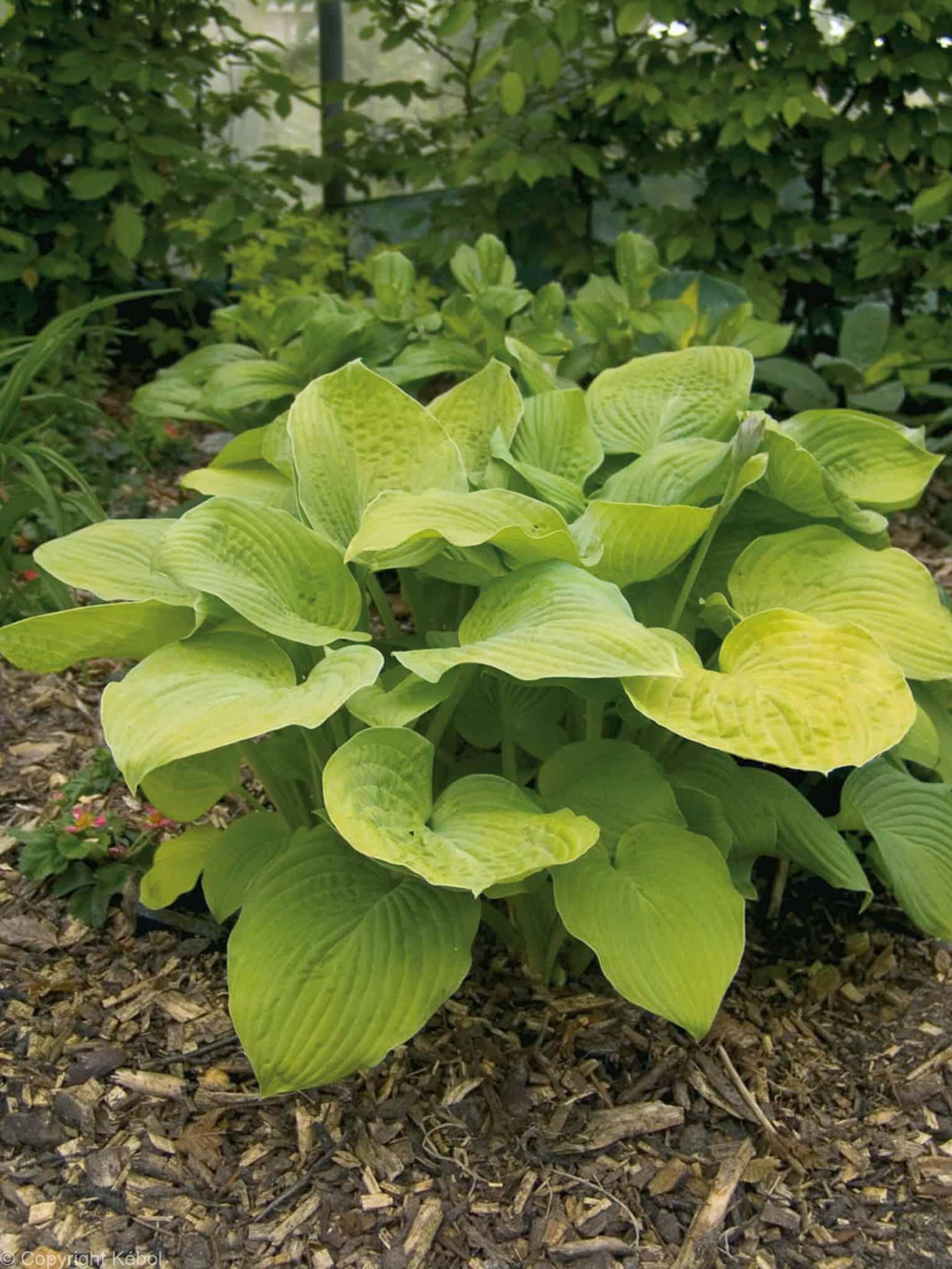 Hosta August Moon