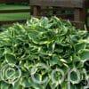 Hosta Aureomarginata