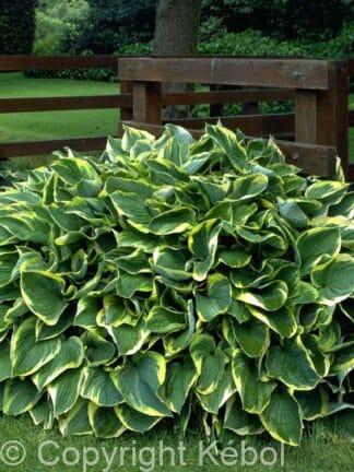 Hosta Aureomarginata - case