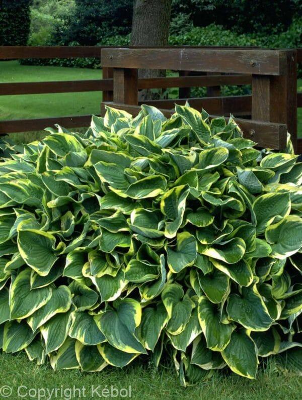 Hosta Aureomarginata