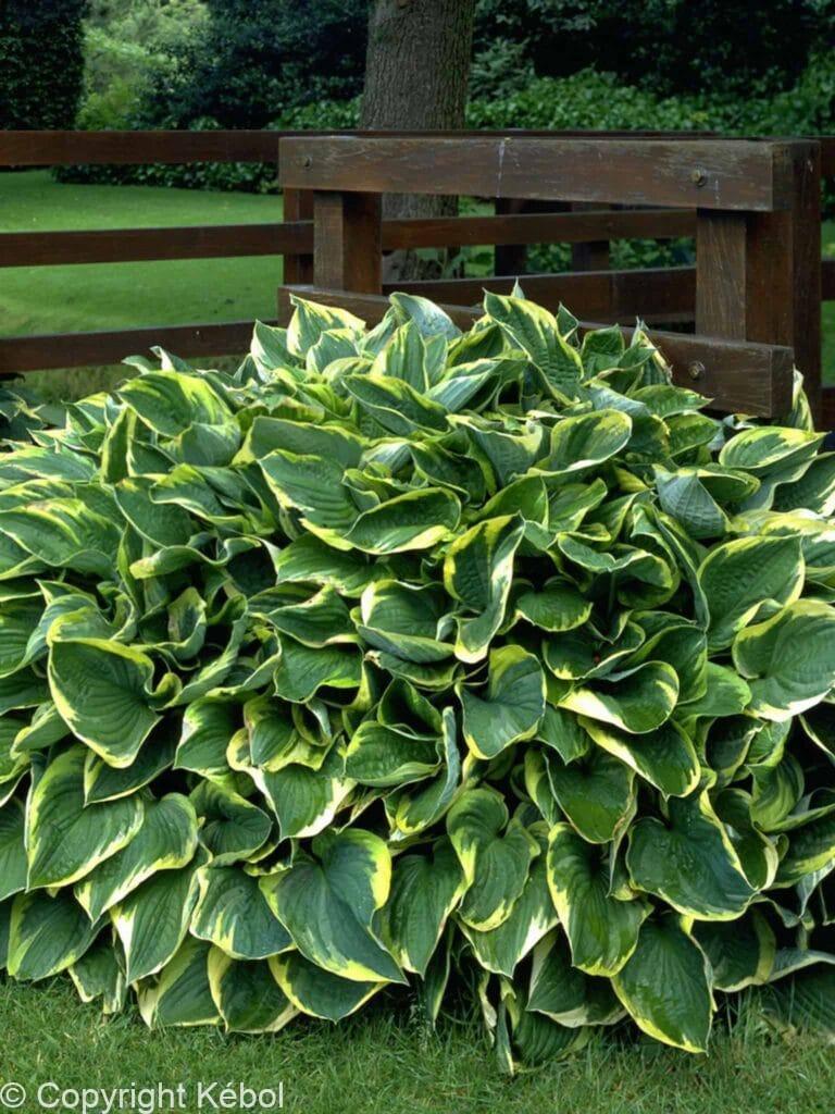 Hosta Aureomarginata