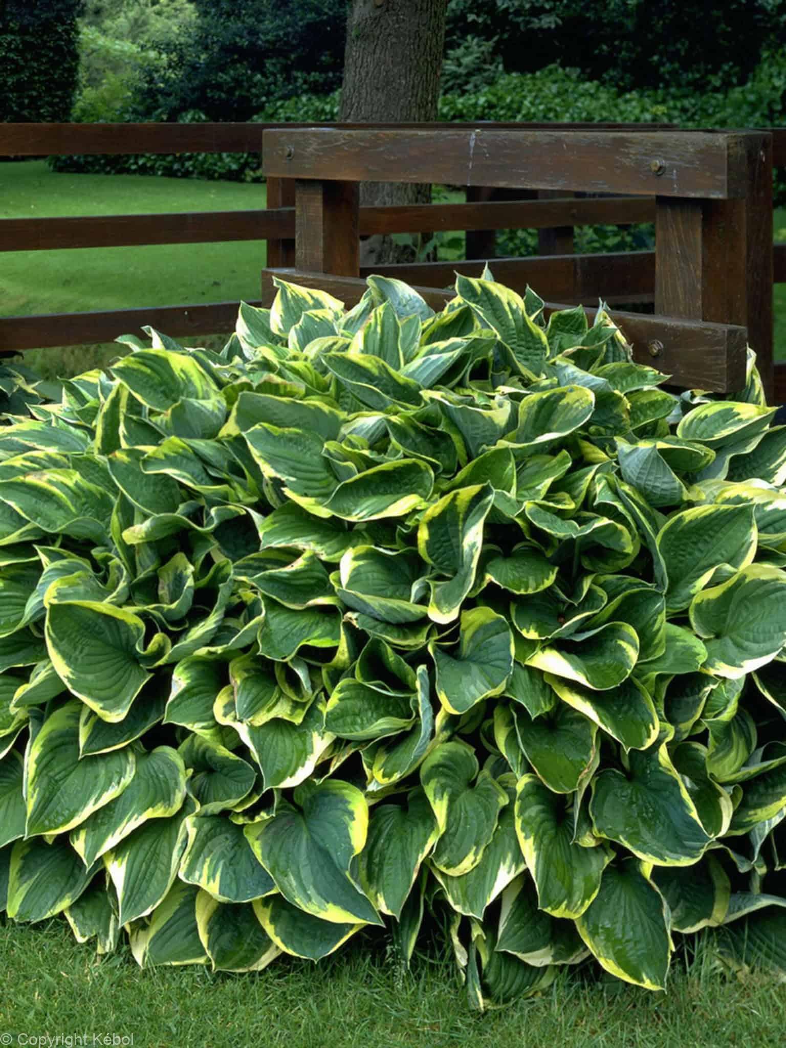 Hosta Aureomarginata