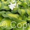Hosta Avocado