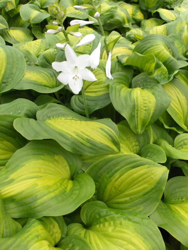 Hosta Avocado
