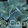 Hosta Blue Mouse Ears