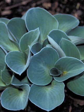 Hosta Blue Mouse Ears - case