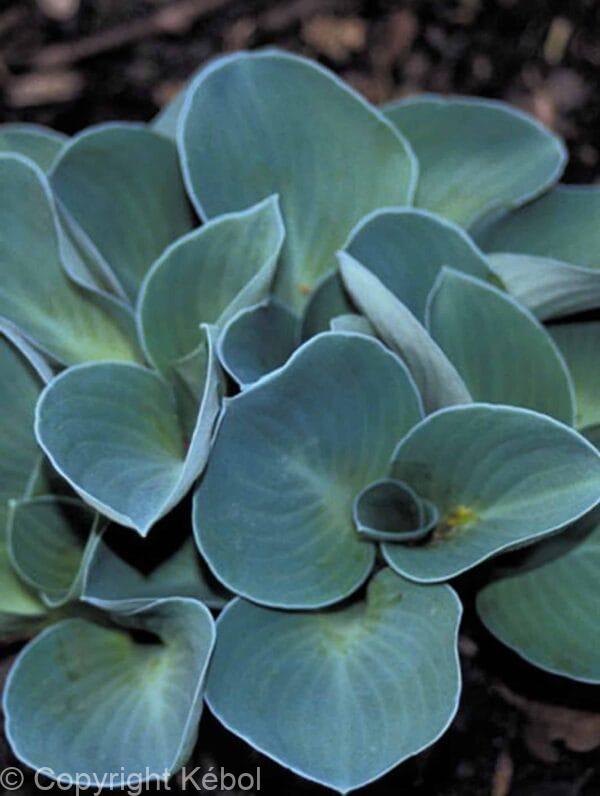 Hosta Blue Mouse Ears