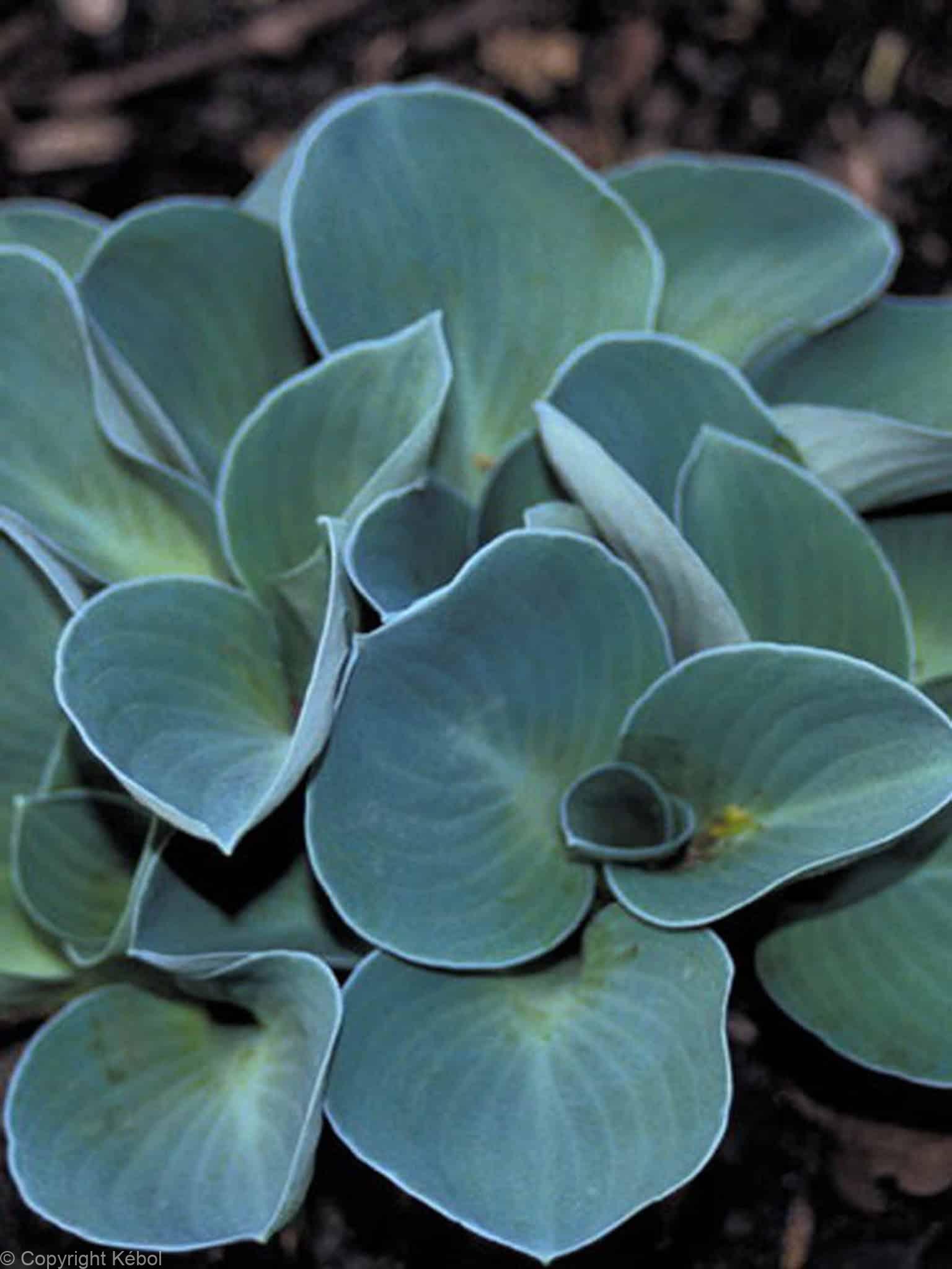 Hosta Blue Mouse Ears