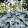 Hosta Bullet Proof