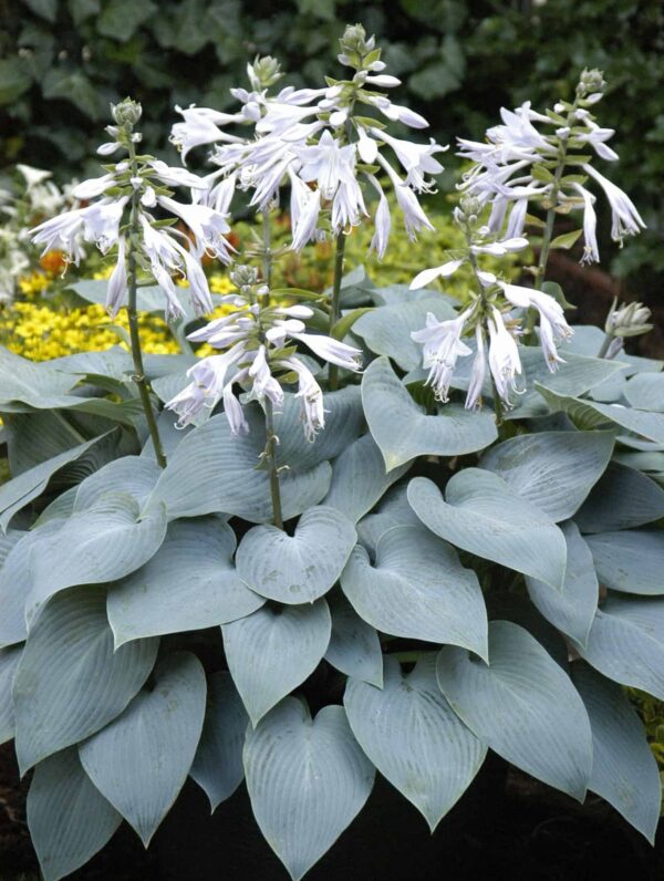 Hosta Bullet Proof