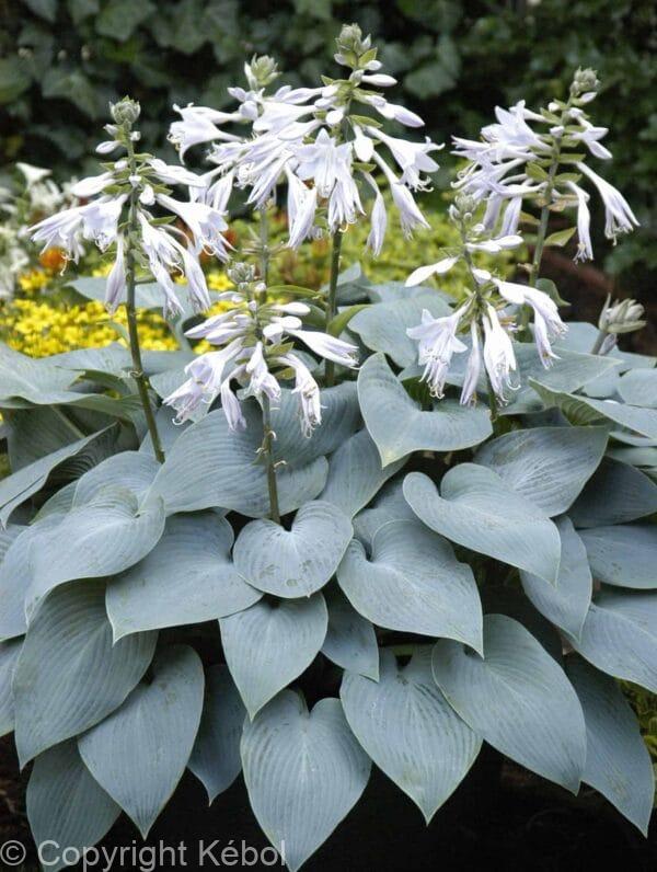 Hosta Bullet Proof