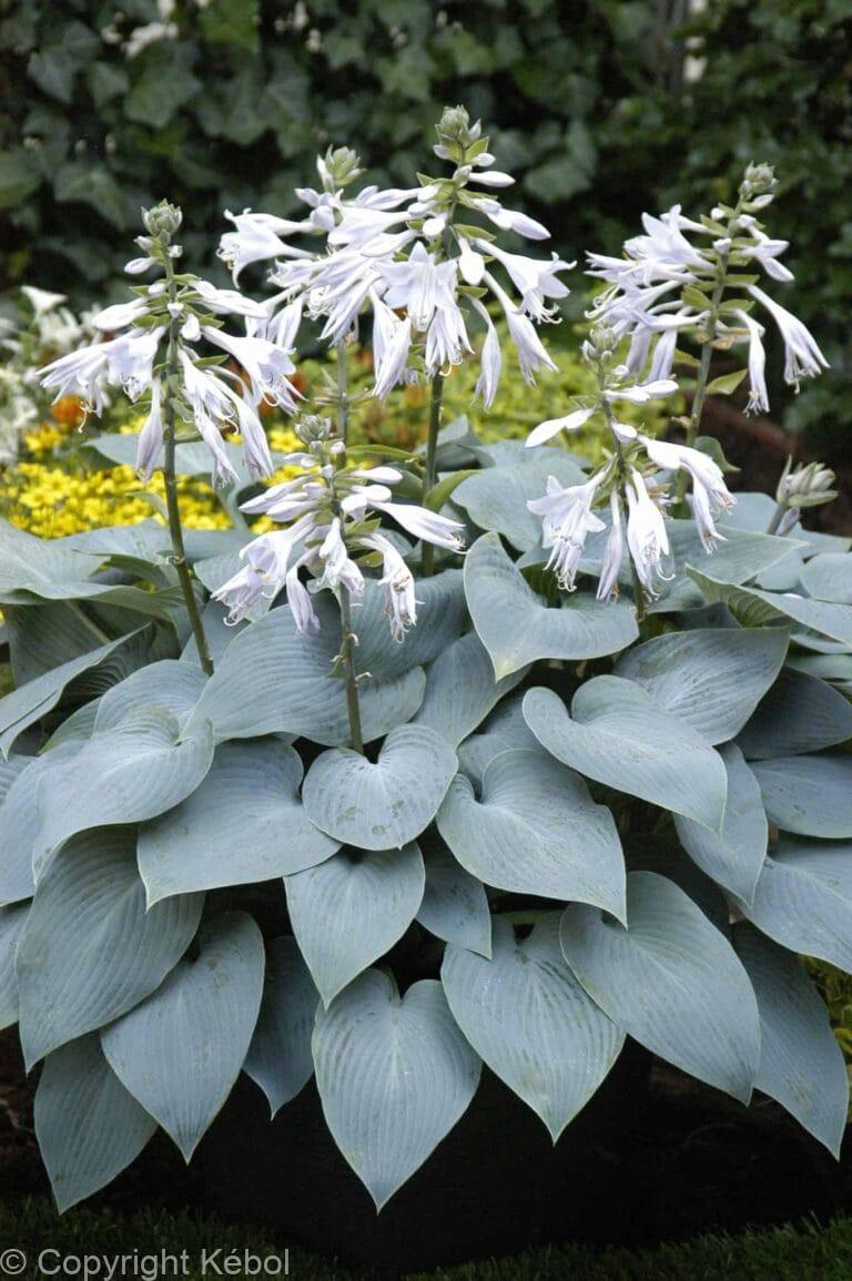 Hosta Bullet Proof