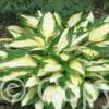 Hosta Colour Festival