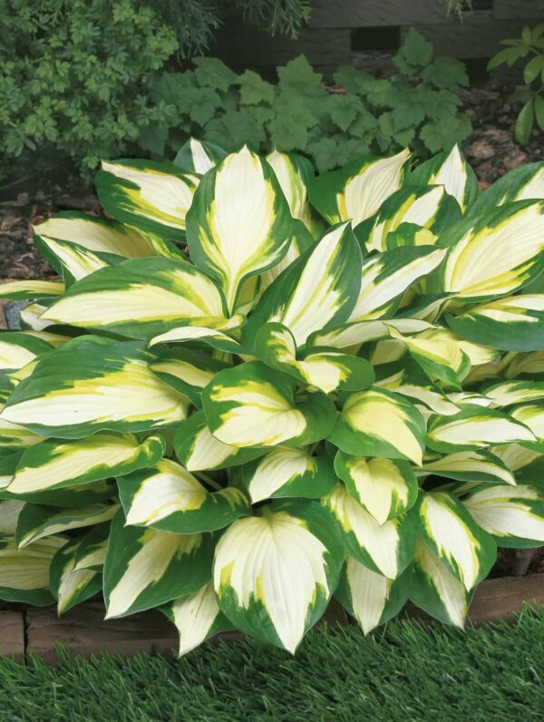 Hosta Color Festival