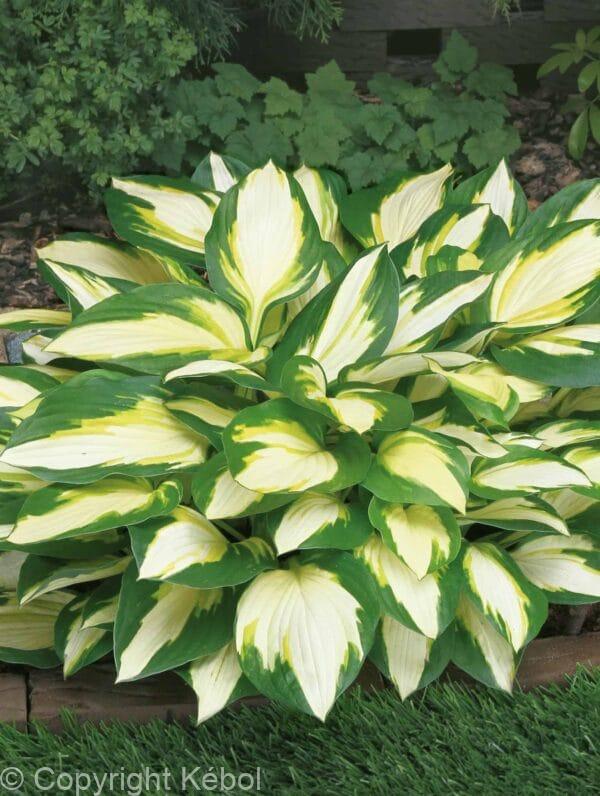 Hosta Colour Festival