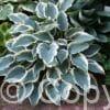 Hosta El Nino