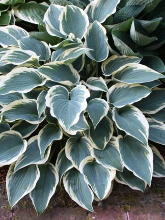 Hosta El Nino