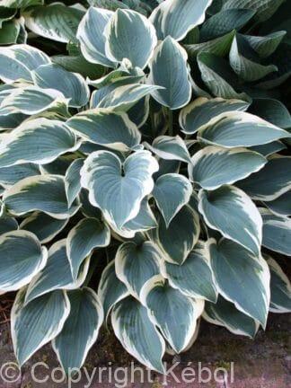 Hosta El Nino - bag