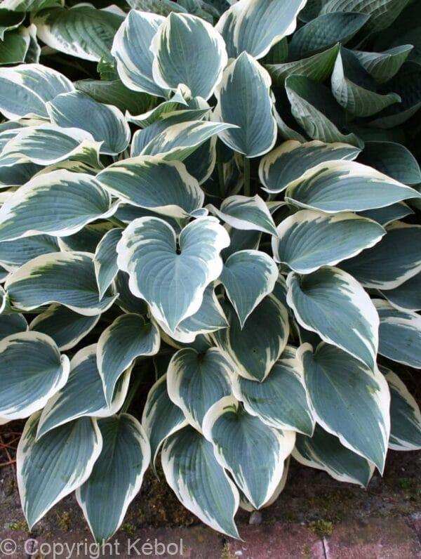 Hosta El Nino