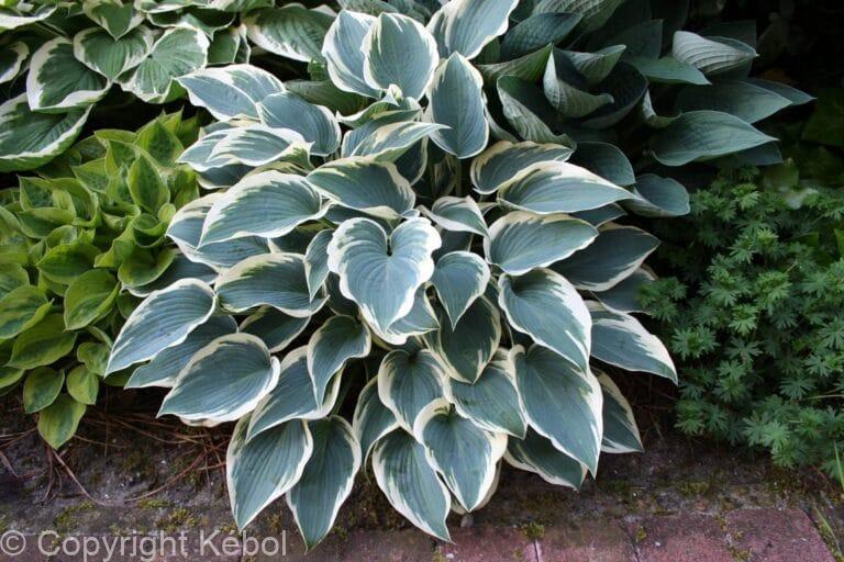 Hosta El Nino