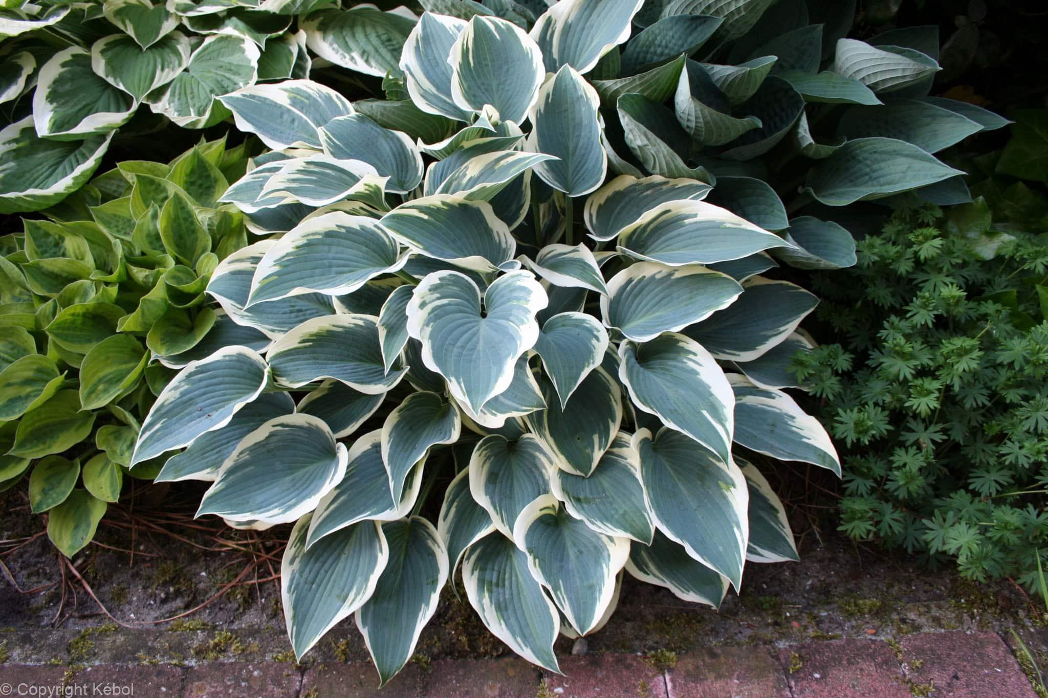 Hosta El Nino