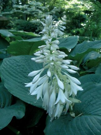 Hosta Elegans - bag