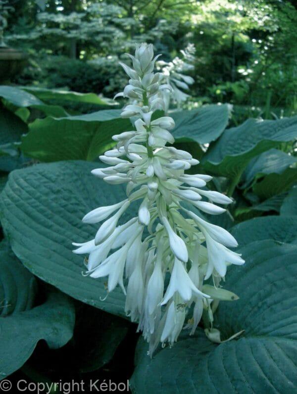 Hosta Elegans