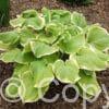 Hosta Fragrant Bouquet