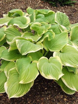 Hosta Fragrant Bouquet - bag