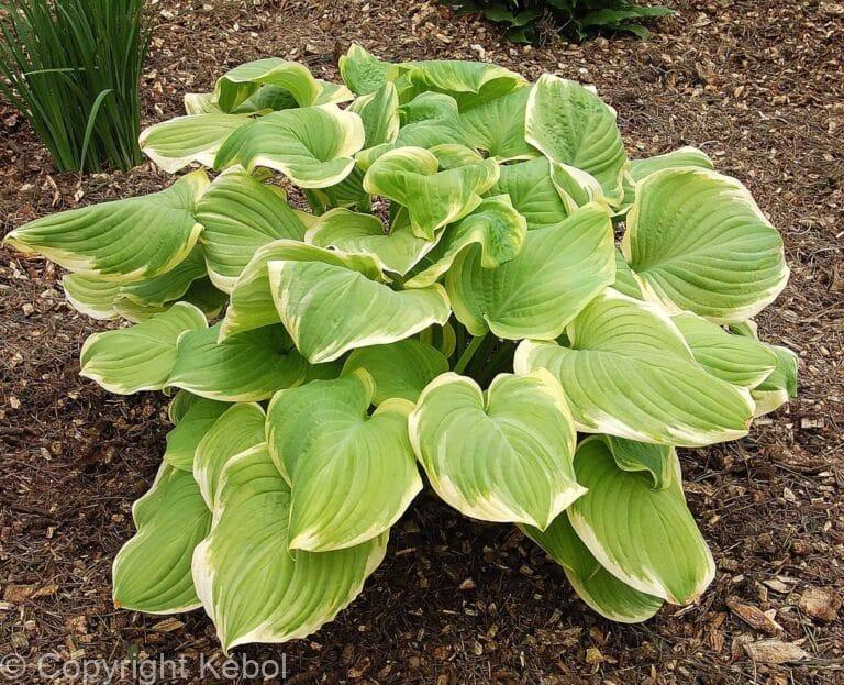 Hosta Fragrant Bouquet