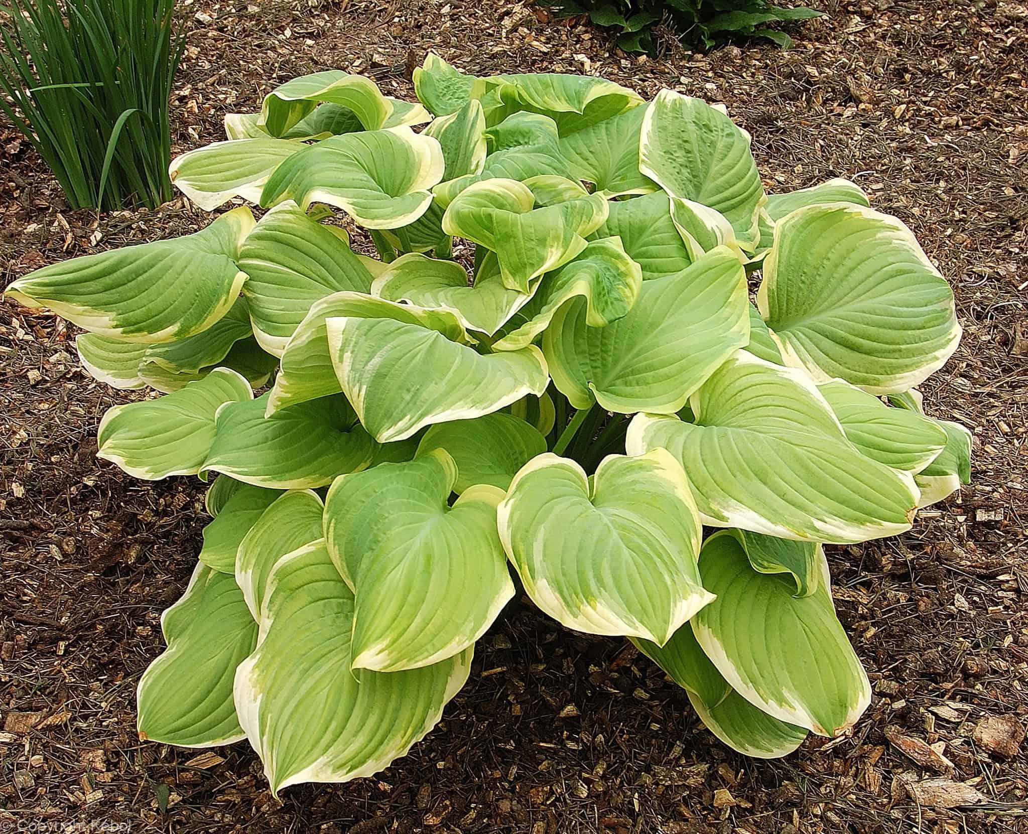 Hosta Fragrant Bouquet